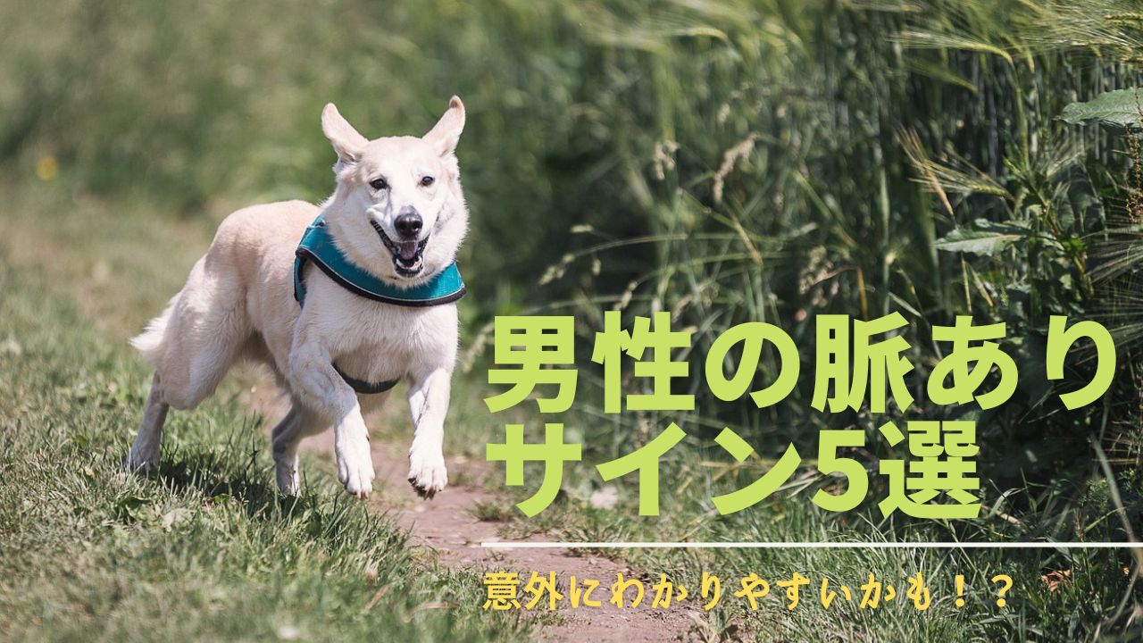 脈ありサイン,男性,態度,行動,好意,決定
